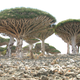Image for article titled Where on Earth do these extraterrestrial toadstool trees grow?